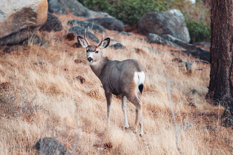 年轻的Buck Deer站在美国内华达州的Galena Creek地区公园森林中