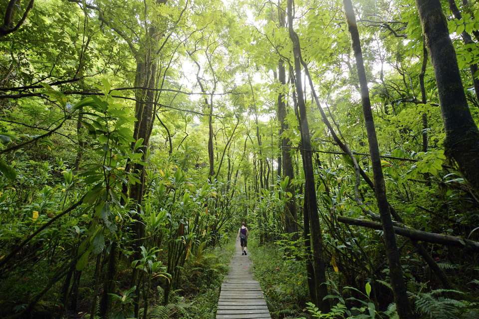 女人穿过郁郁葱葱的植被徒步旅行