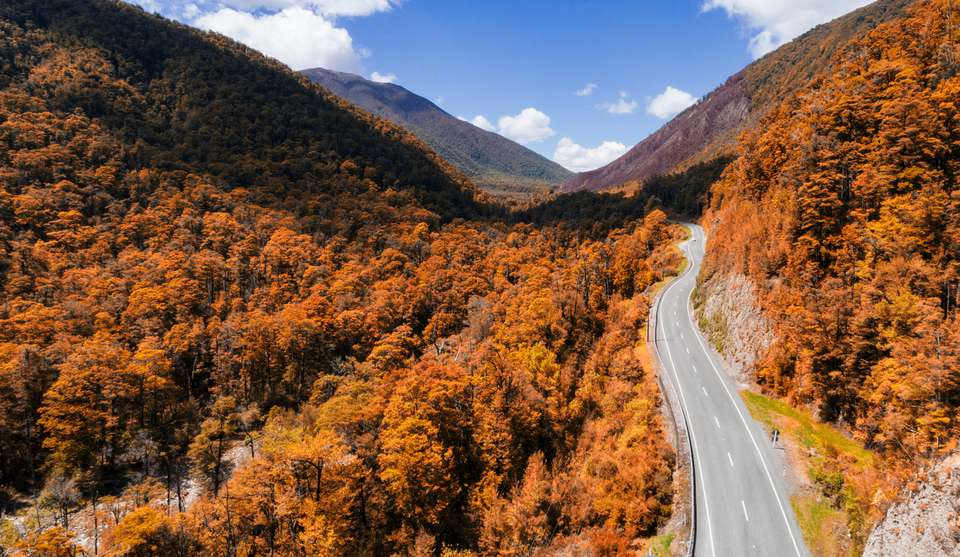 穿过新西兰南岛洞穴森林的道路。