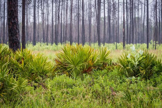 okefenokee-national-wildlife-refuge