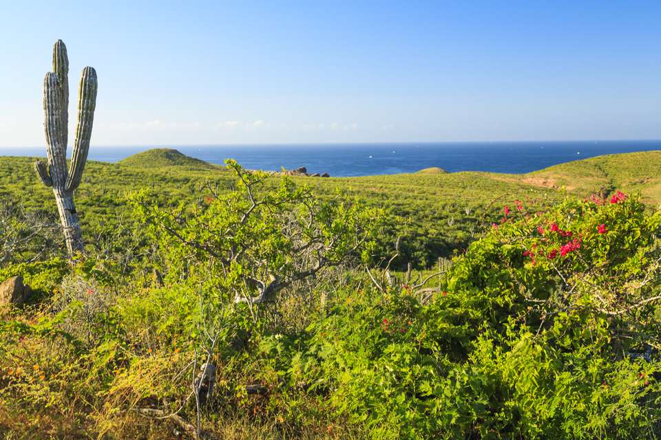 拉古纳山脉(Sierra de la Laguna)一座绿色山上的仙人掌，背景是大海