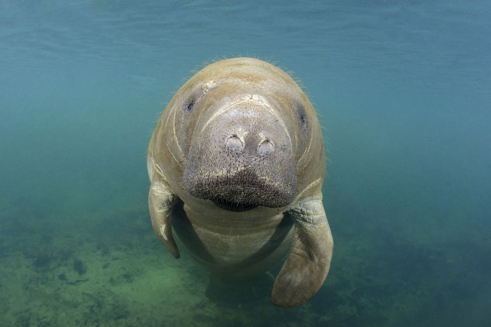 '佛罗里达州Manatee，Trichechus Manatus Latirostris，Homosassa Springs，佛罗里达州，美国''