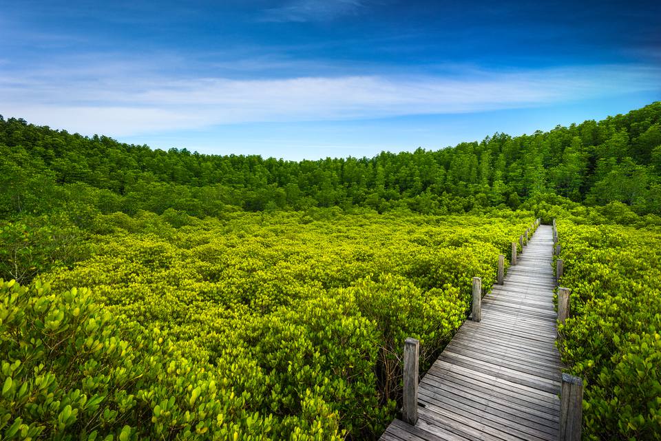 Thung Prong Thong Forest Rayong，红树林