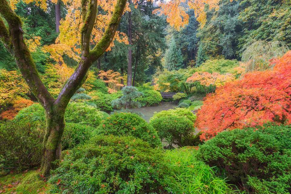 波特兰日本花园的秋天色彩