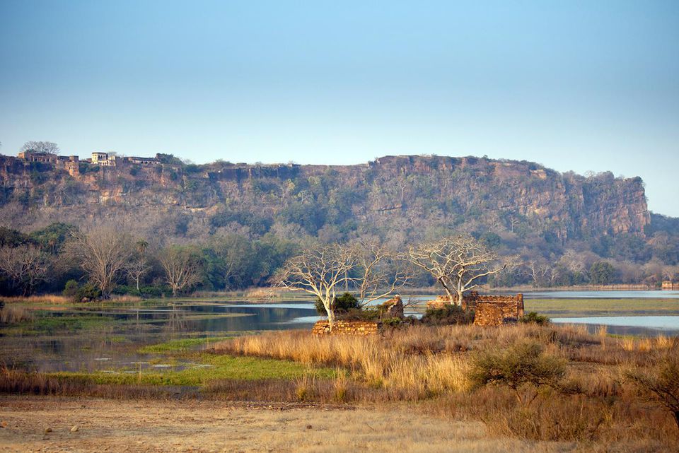 Padam Lake和Mosque，Ranthambhore，印度