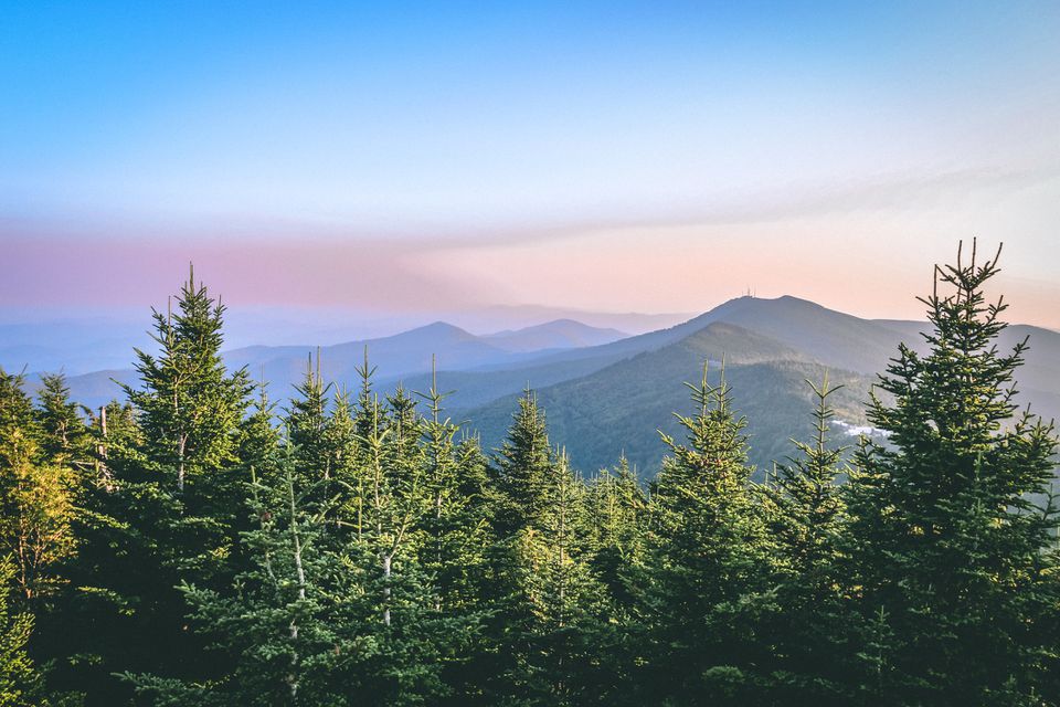 与山上面的常青树在遥远的背景中