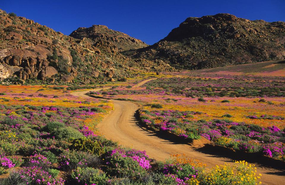 穿过野花的路径在Goegap自然保护区，Namaqualand