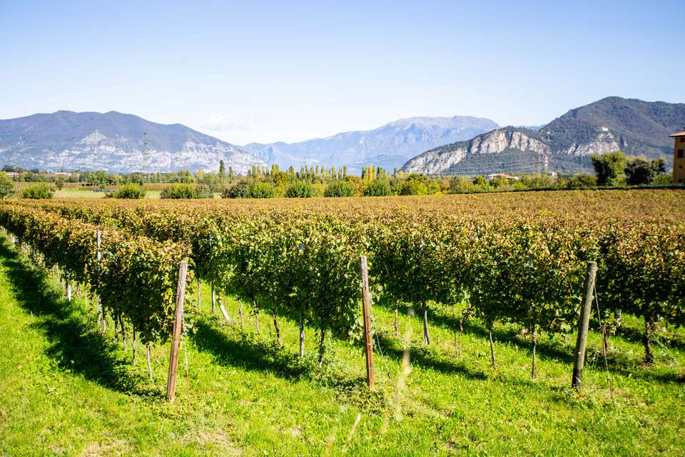 葡萄园在Franciacorta Guido Berlucchi酒厂,意大利