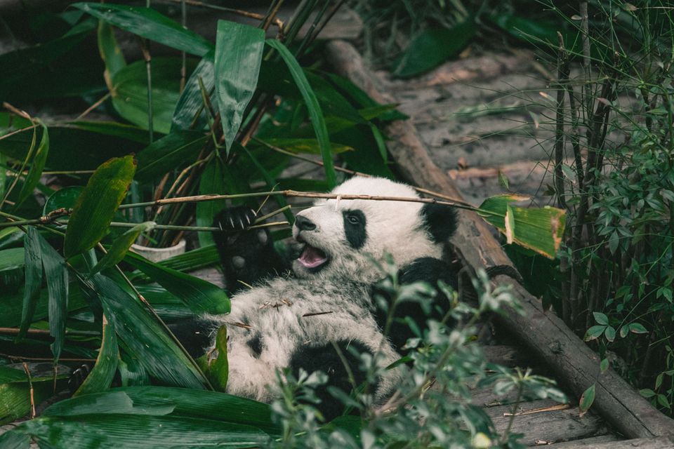 成都的大熊猫