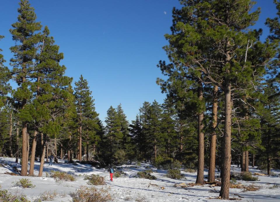 在Reno / Tahoe地区切入自己的圣诞树。