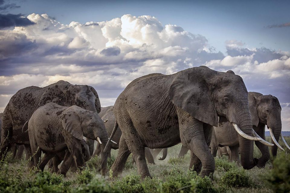 非洲大象群在搬迁，Amboseli国家公园，肯尼亚（Loxodonta Africana）。