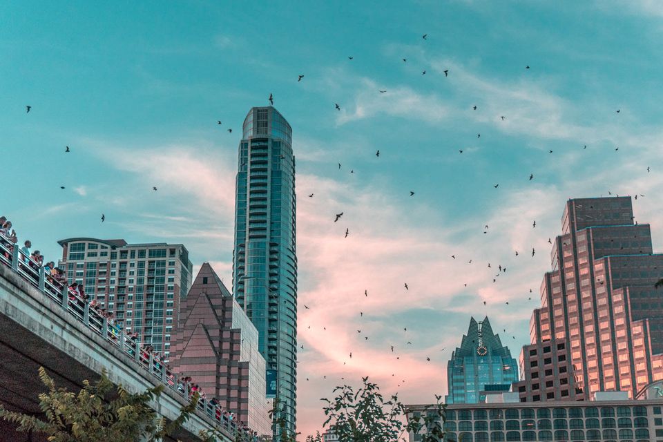 蝙蝠在奥斯丁天空飞行的镜头