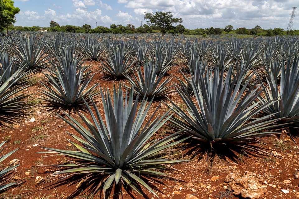 龙舌兰种植园。mezcal增长。