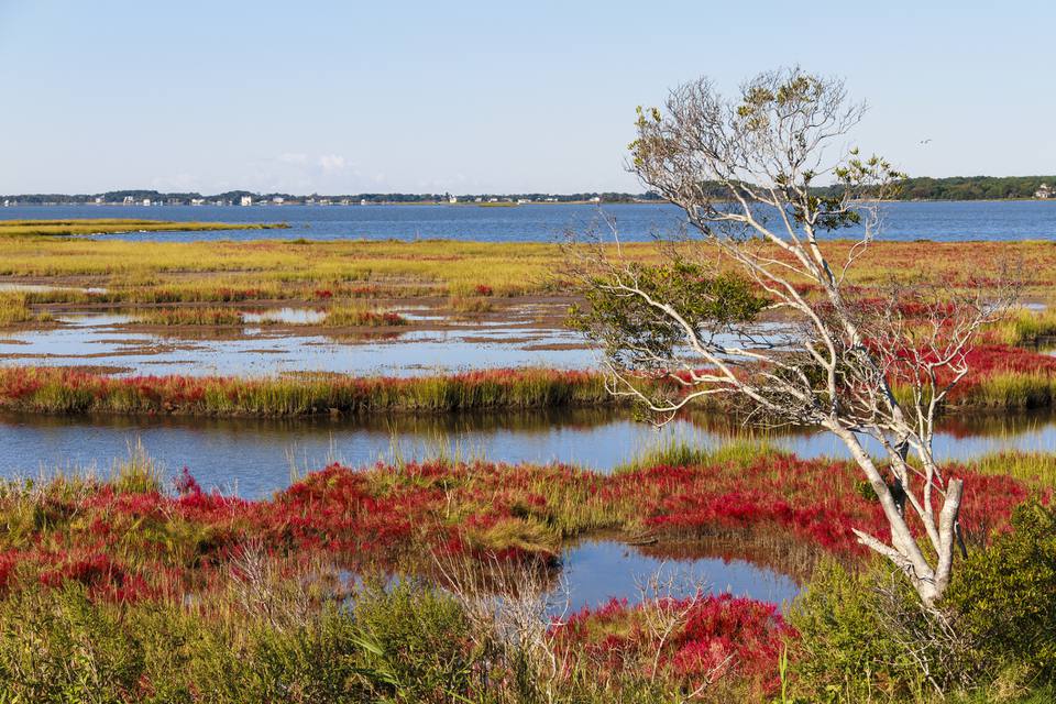 assateague岛秋天风景