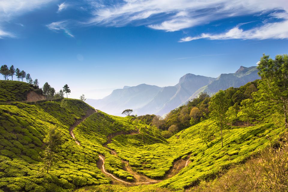 绿茶种植园明亮和生动的风景在印度喀拉拉，慕尼黑。