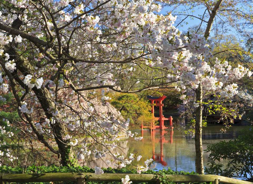 春天的神道神社